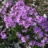 Erinus alpinus -- Alpen-Leberbalsam